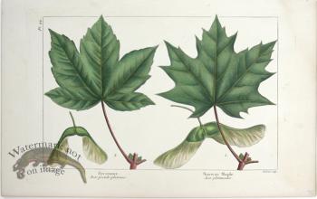 30 Sycamore Norway Maple